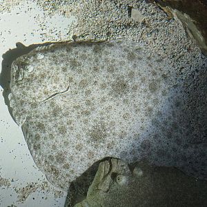 Turbot (Scophthalmus maximus), 2023-05-15