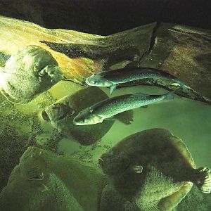 Turbot (Scophthalmus maximus) and European seabass (Dicentrarchus labrax), 2023-05-15