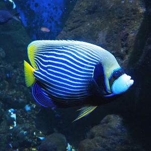 Emperor angelfish (Pomacanthus imperator), 2023-05-15
