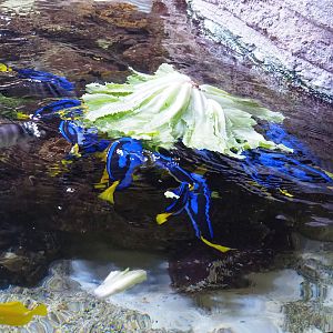 Palette surgeonfish (Paracanthurus hepatus) feeding on floating lettuce, 2023-05-15