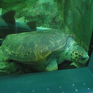 Loggerhead sea turtle (Caretta caretta), 2023-05-15