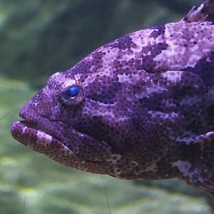 Brown-marbled grouper (Epinephelus fuscoguttatus), 2023-05-15