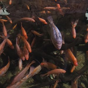 Midas cichlids (Amphilophus citrinellus), 2023-05-15