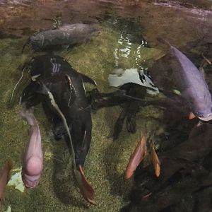 Midas cichlids (Amphilophus citrinellus), Black pacu (Colossoma macropomum) and Redtail catfish (Phractocephalus hemioliopterus), 2023-05-15