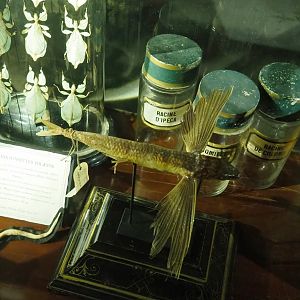 Flying fish specimen, 2023-05-15