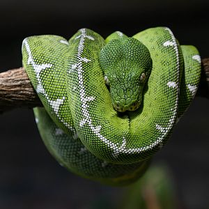 Amazon Basin emerald tree boa (Corallus batesi)