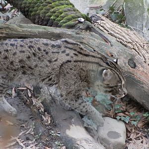 Fishing Cat (Prionailurus viverrinus)