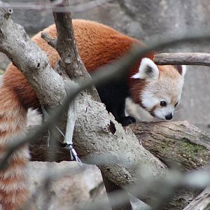 Himalayan Red Panda (A. f. fulgens)
