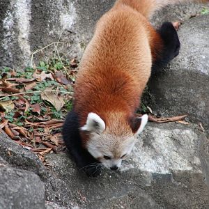 Himalayan Red Panda (A. f. fulgens)