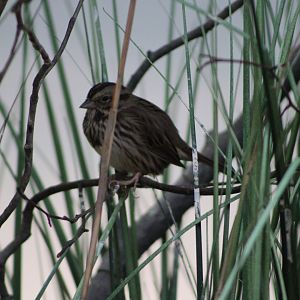 Song Sparrow (Melospiza melodia)