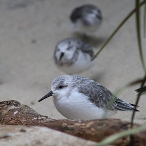 Sanderlings (Calidris alba)