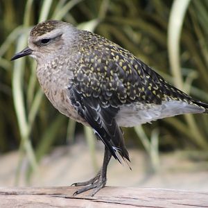 American Golden Plover (Pluvialis dominica)
