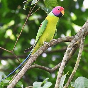 Plum-headed Parakeet (Psittacula cyanocephala)
