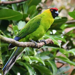 Horned Parakeet (Eunymphicus cornutus)