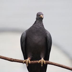 Band-Tailed Pigeon (Patagioenas fasciata)