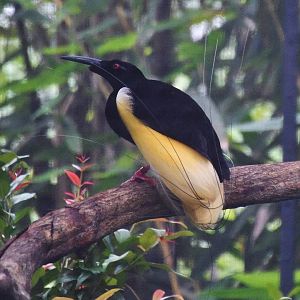 Twelve-wired Bird of Paradise (Seleucidis melanoleucus)