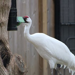 Whooping Crane (Grus americana)