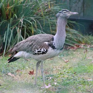 Kori Bustard (Ardeotis kori)