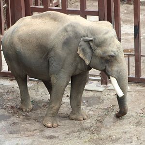 “Spike” the Asian Elephant (Elephas maximus)
