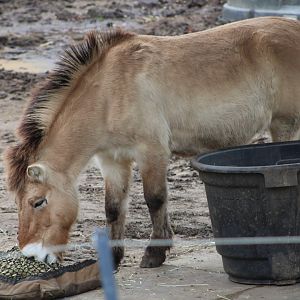 Przewalski’s Wild Horse (E. f. przewalskii)