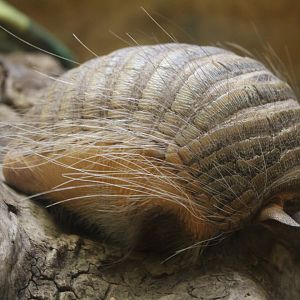 Screaming Hairy Armadillo (Chaetophractus vellerosus)