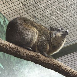 Rock Hyrax (Procavia capensis)