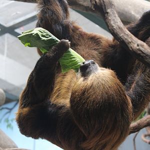 Linnaeus’s Two-Toed Sloth (Choloepus didactylus)