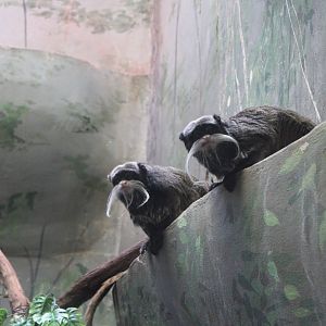 Bearded Emperor Tamarins (S. i. subgrisescens)
