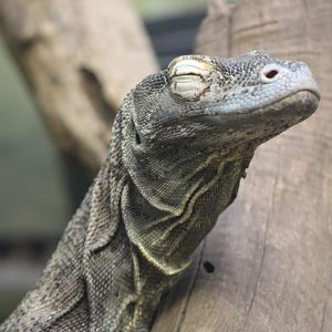 Komodo Dragon portrait (Varanus komodoensis)