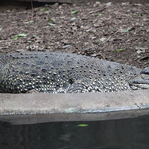 Cuban Crocodile (Crocodylus rhombifer)