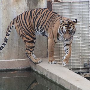 Sumatran Tiger (P. t. sumatrae)