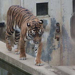 Sumatran Tiger (P. t. sumatrae)