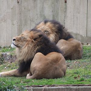 African Lions (Panthera leo)