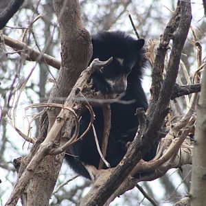 Andean Bear cub (Tremarctos ornatus)