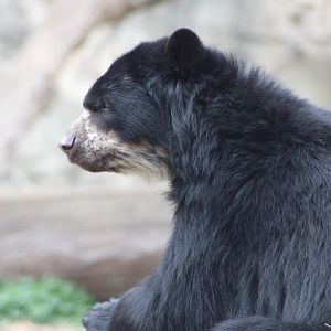 “Brienne” the Andean Bear (Tremarctos ornatus)