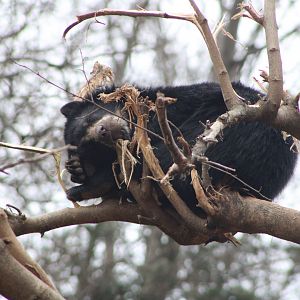 Andean Bear cub (Tremarctos ornatus)
