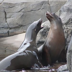 California Sea Lions (Zalophus californianus)