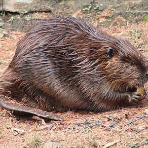 American Beaver (Castor canadensis)