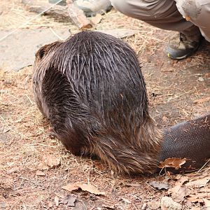 American Beaver (Castor canadensis)