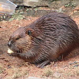 American Beaver (Castor canadensis)