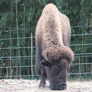 American Plains Bison (B. b. bison)