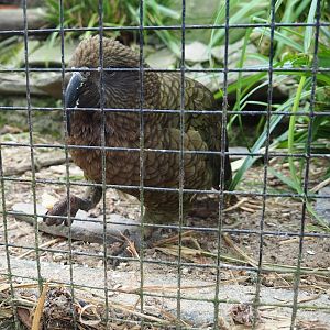 Kea (Nestor notabilis), 2023-05-15