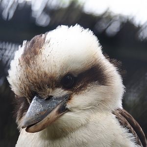 Laughing Kookaburra (Dacelo novaeguineae), 2023-05-15