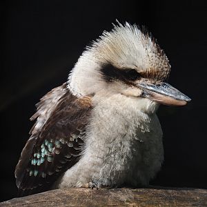 Laughing Kookaburra (Dacelo novaeguineae), 2023-05-16