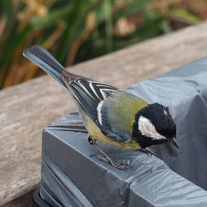 Wild Great tit (Parus major), 2023-05-15
