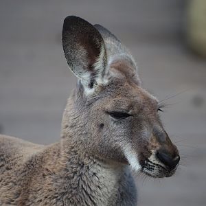 Red kangaroo (Osphranter rufus), 2023-05-16