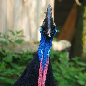 Double-wattled cassowary (Casuarius casuarius), 2023-05-16