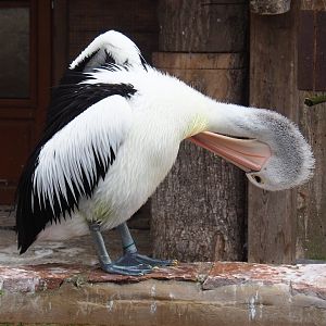 Australian pelican (Pelecanus conspicillatus), 2023-05-15