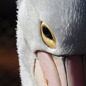 Australian pelican (Pelecanus conspicillatus), 2023-05-16