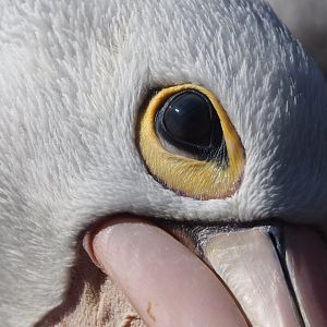 Australian pelican (Pelecanus conspicillatus), 2023-05-16